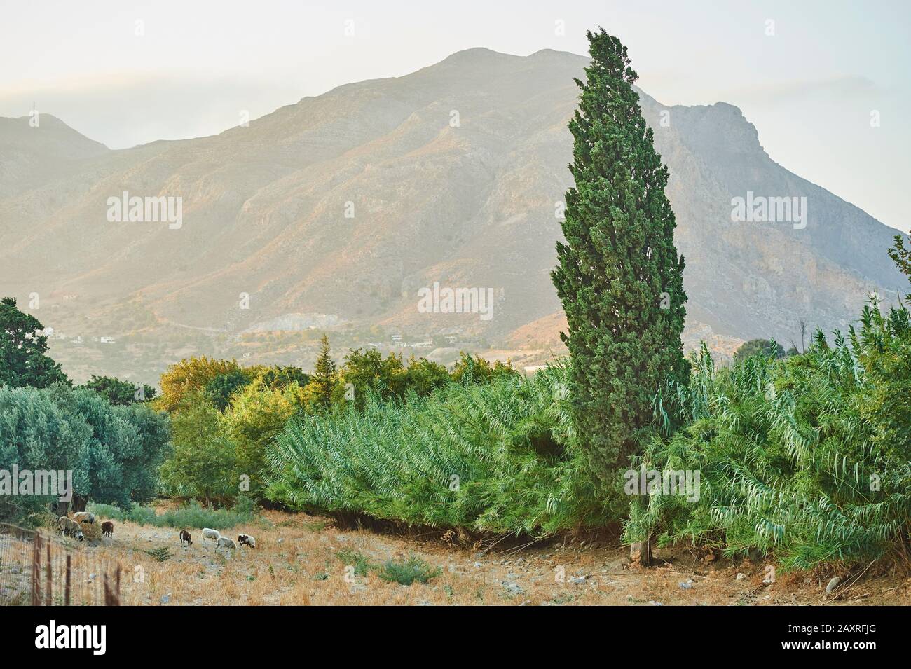 Landscape, vegetation, Crete, Greece Stock Photo