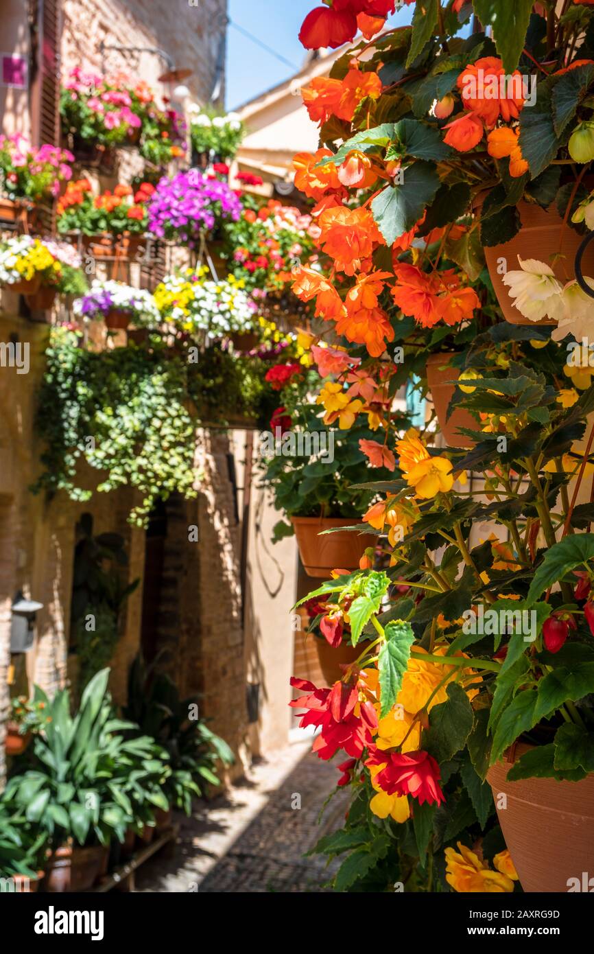 Flower splendor in Spello, Perugia province, Umbria, Italy Stock Photo