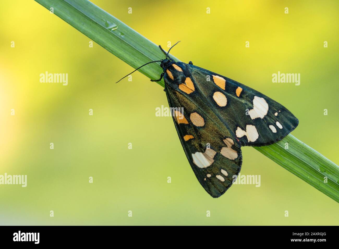 Scarlet tiger moth Callimorpha dominula in Czech Republic Stock Photo