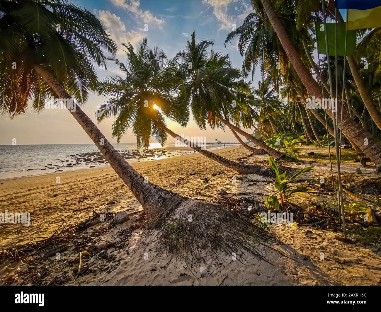 Coconut tree at beach Stock Photo