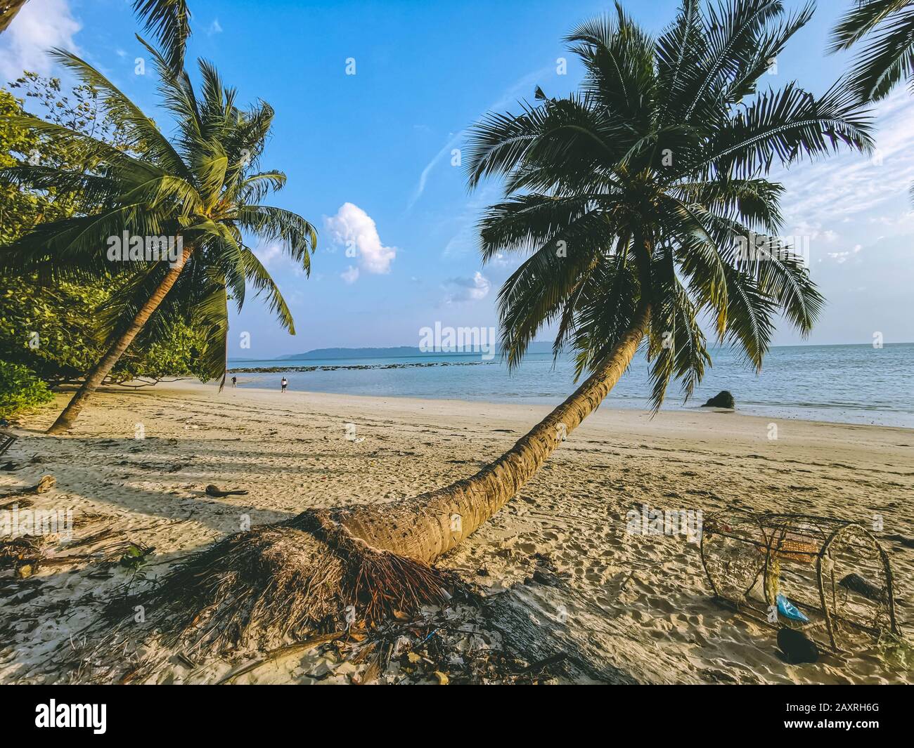 Coconut tree at beach Stock Photo