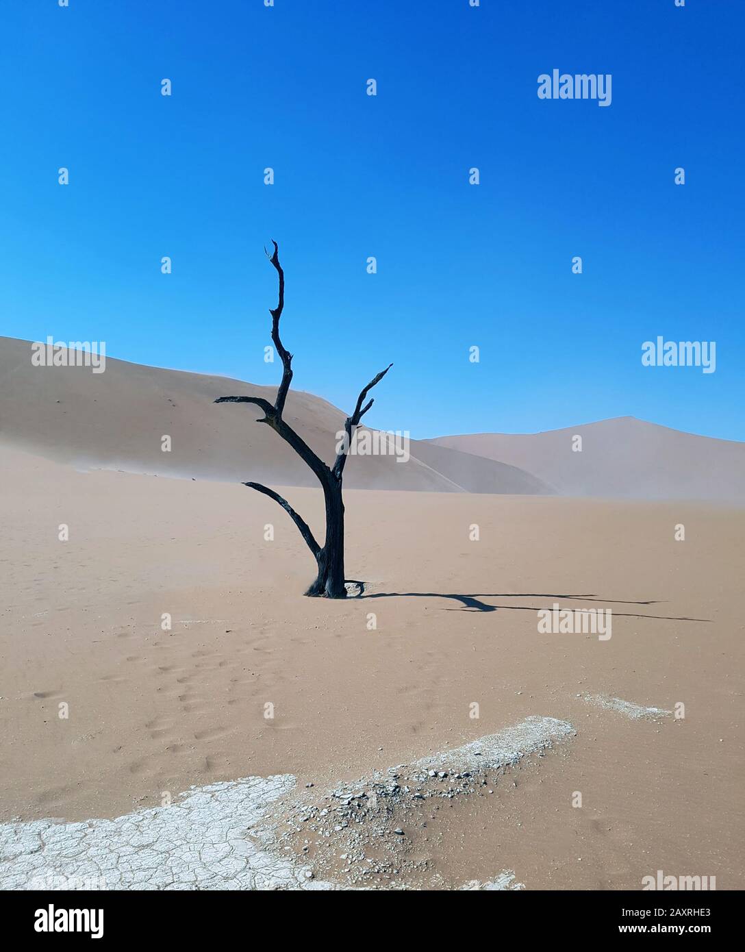 Dead tree in Etosha National Park - Namibia, South-West Africa Stock Photo