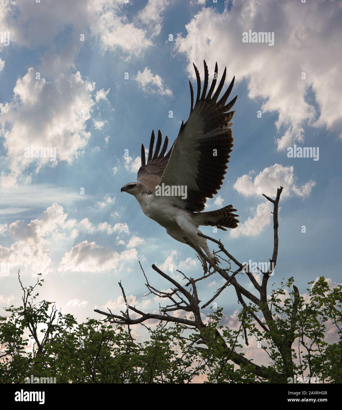 A Eagle (Falconiformes) taking off Stock Photo