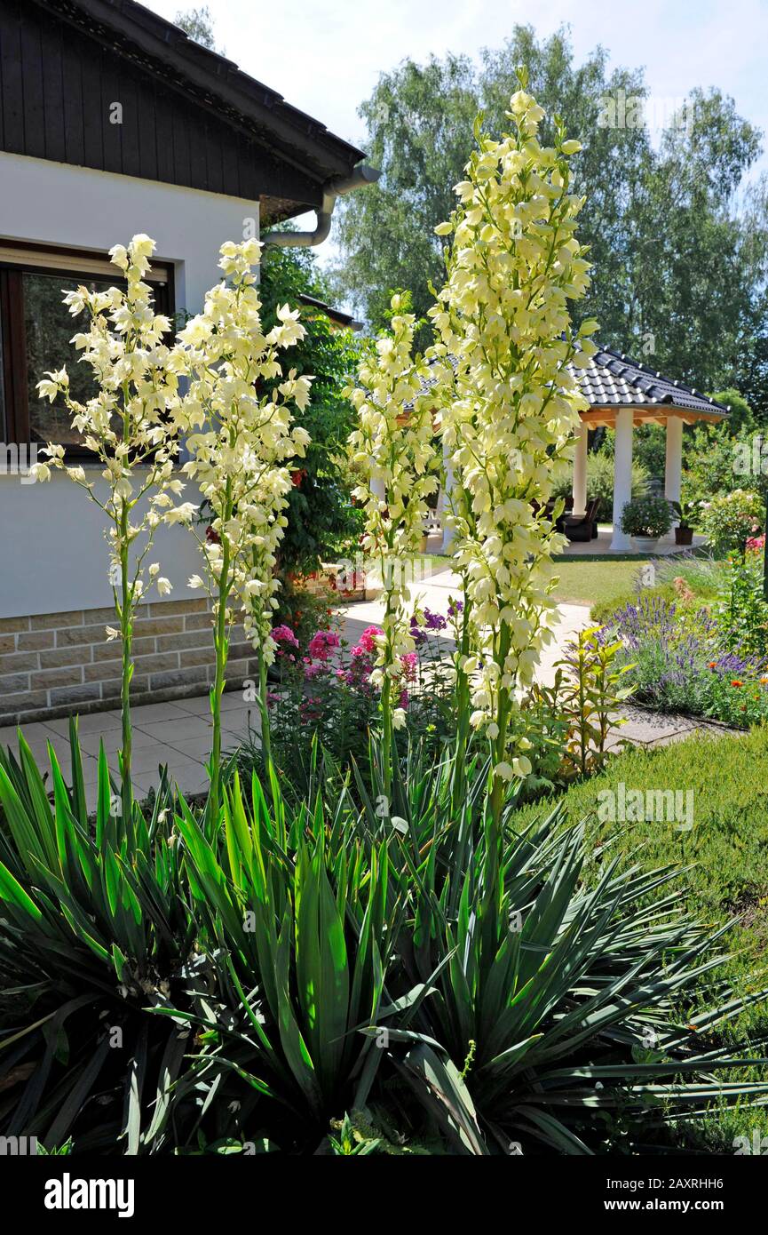 Magnificent flowers of the exotic-looking Yucca flaccida in the summery perennial garden. Stock Photo