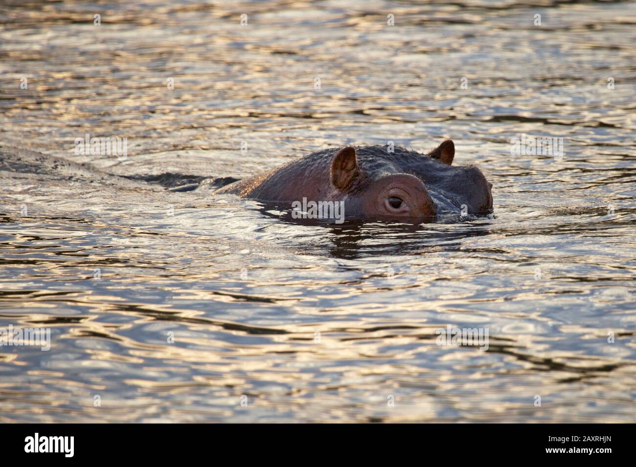 A hippo looks with its head out of the Sand River in the Sabie Sands Reserve. Stock Photo