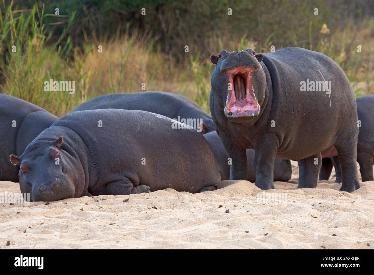 Hippos on a sandbank at the Sand River in the Sabie Sands Reserve. Stock Photo