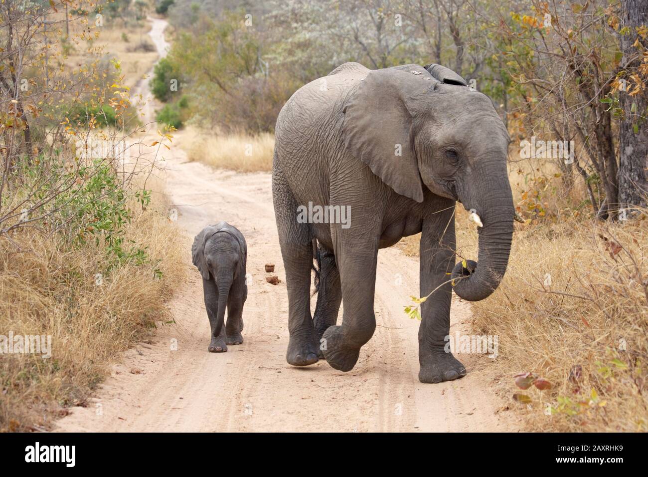 Elephant cow with cub on a sand track in the Sabie Game Reserve. Stock Photo
