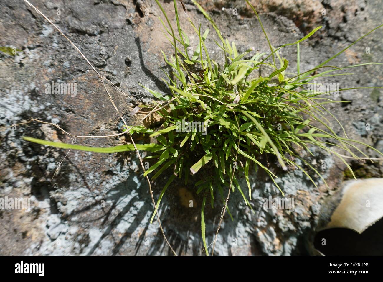 trees grow on rocks Stock Photo Alamy