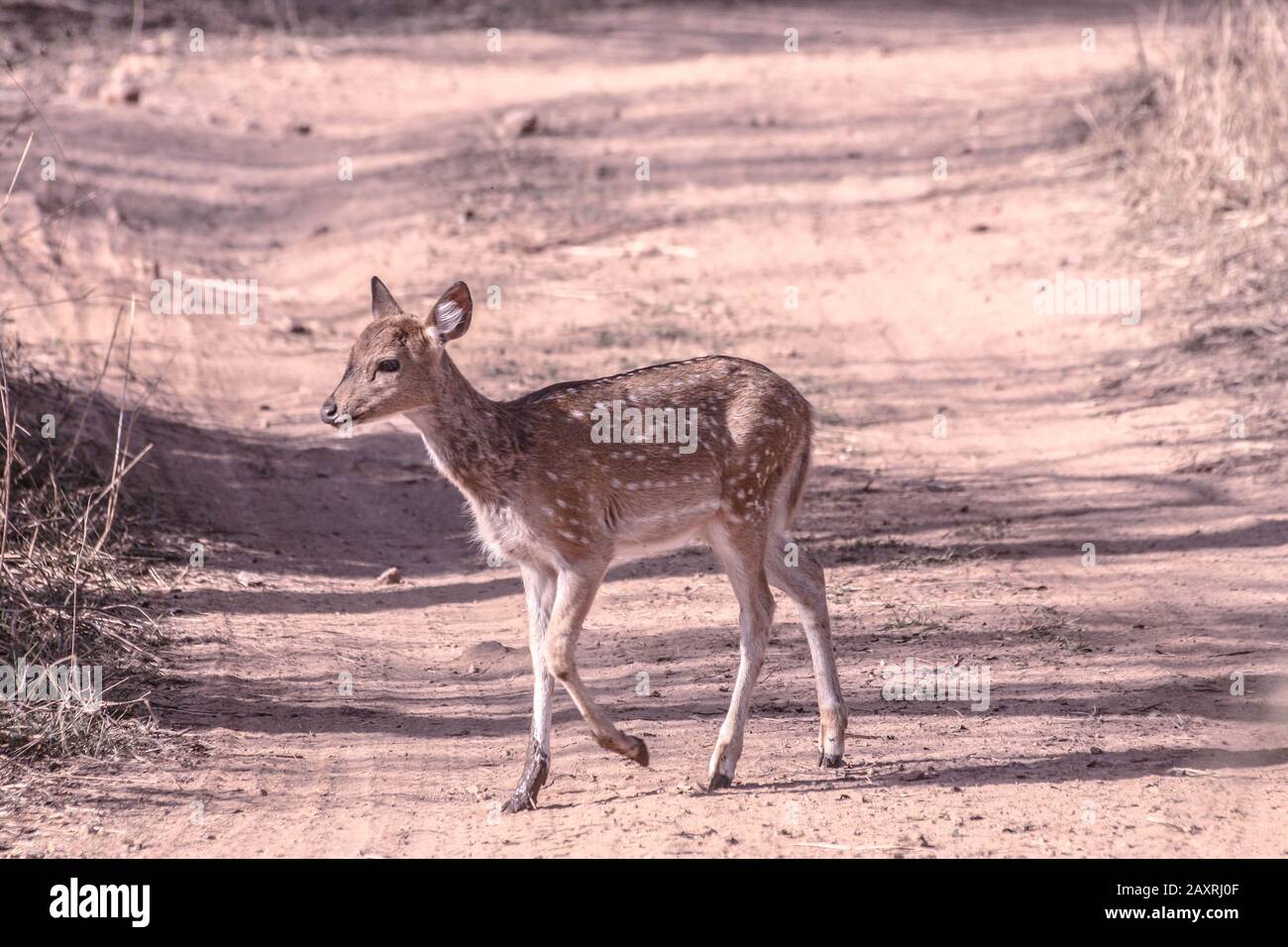 White-tailed deer fawn walking in the forest in the early summer Stock Photo