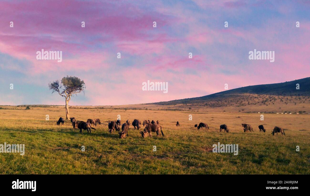 African Safari Silhouette High Resolution Stock Photography and Images ...