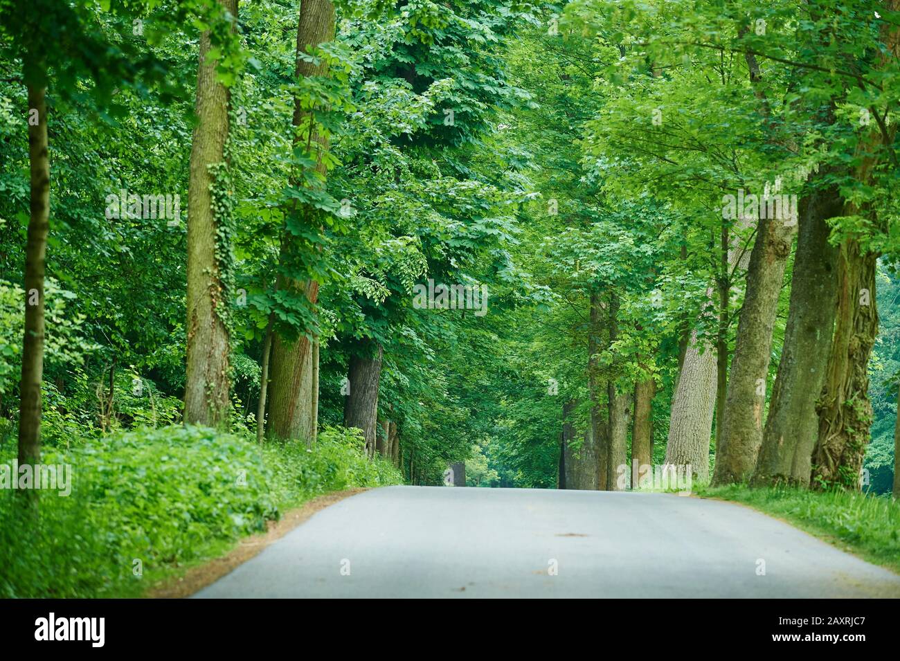 Chestnut Avenue at rain, Saxony, Germany Stock Photo