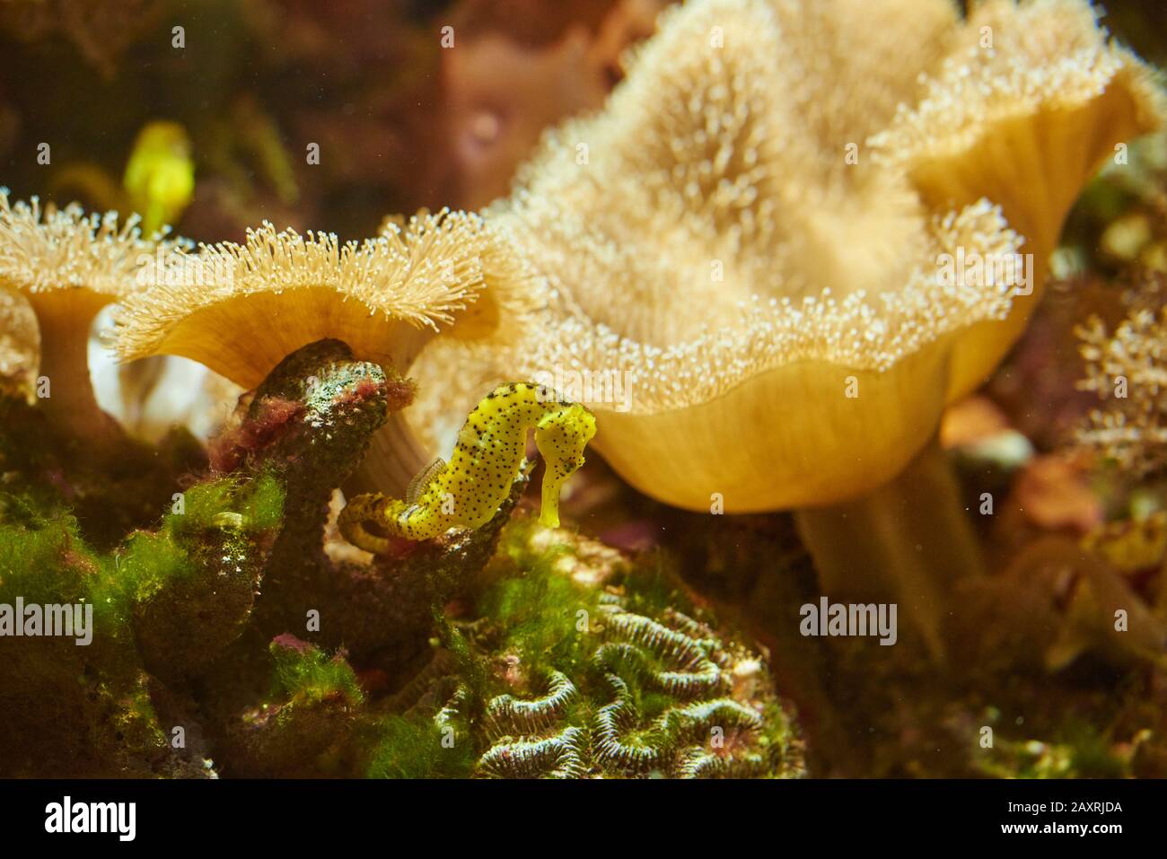 Long-nosed seahorse, hippocampus kuda, underwater, sideways, standing Stock Photo