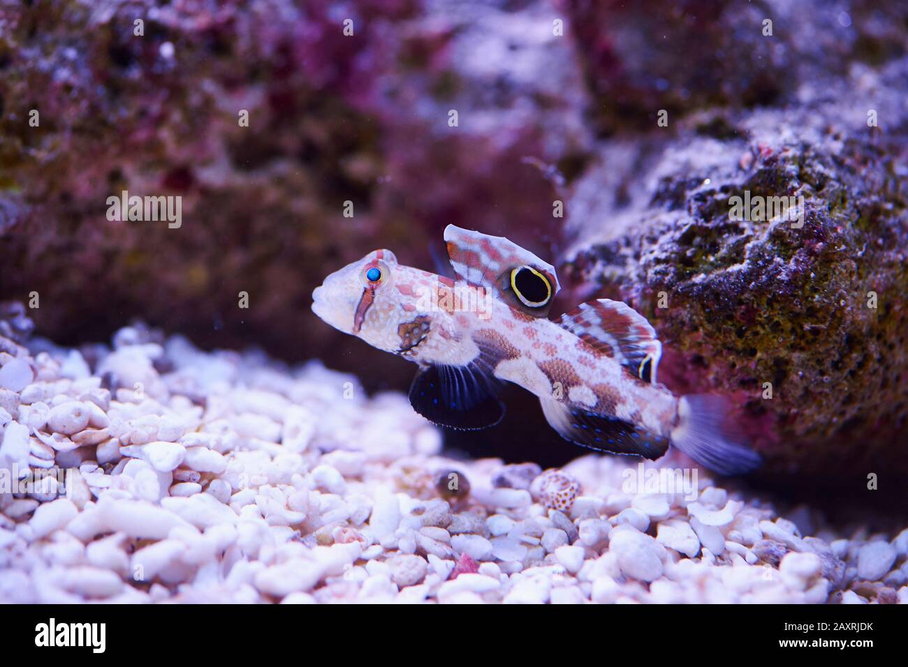 Crab eye goby (Signigobius biocellatus), swimming, sideways Stock Photo Alamy