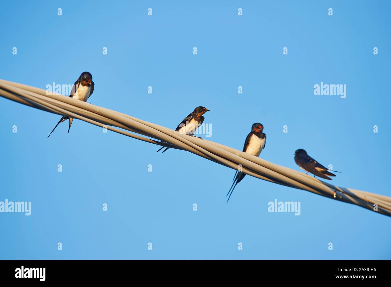 Barn swallows, Hirundo rustica, sit on a cable, sideways, Croatia, Europe Stock Photo