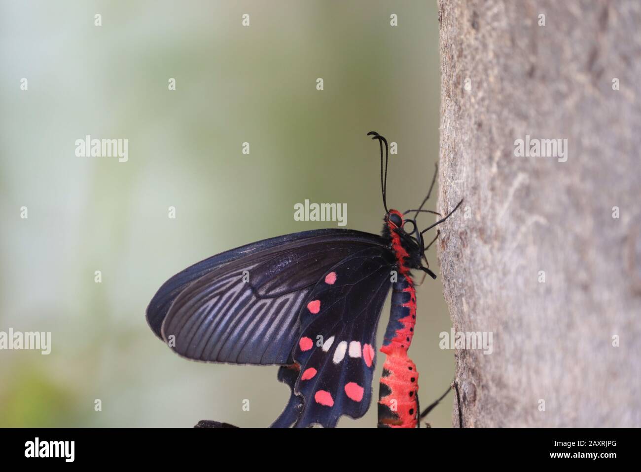 close up and side view of black domestic male butterfly insect meeting to other female butterfly on the brown tree in the nature,butterfly insect wing Stock Photo
