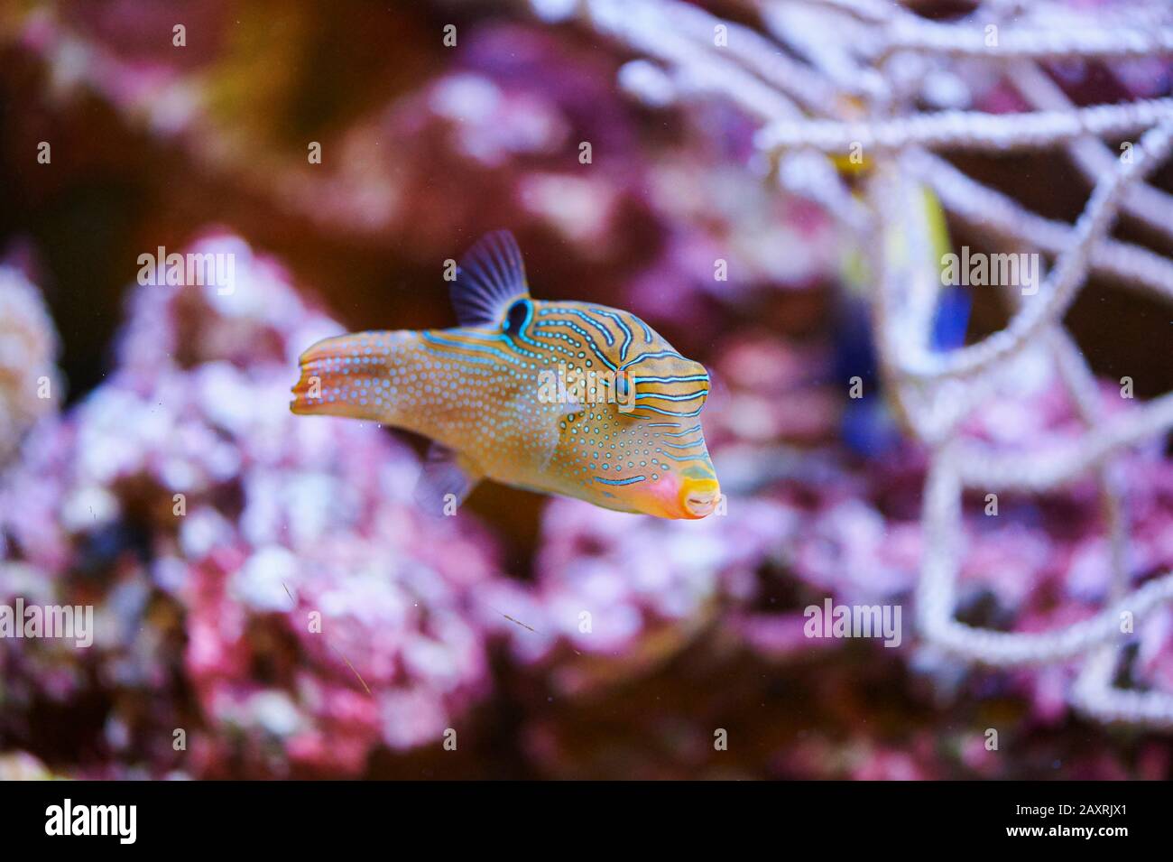Pufferfish, canthigaster solandri, sideways, swimming Stock Photo
