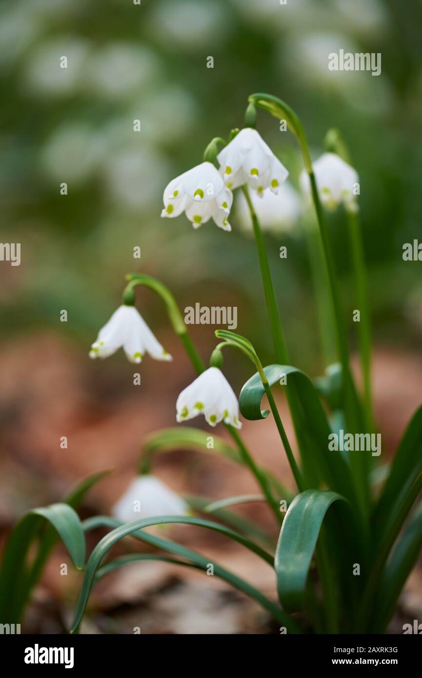 spring snowflake, Leucojum vernum, close-up view Stock Photo