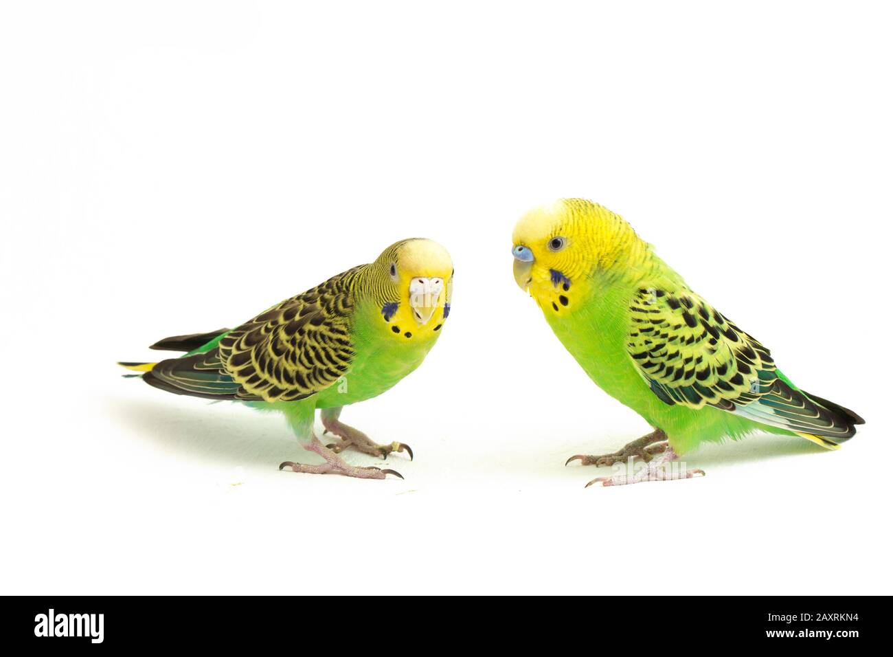 Common parakeet best sale