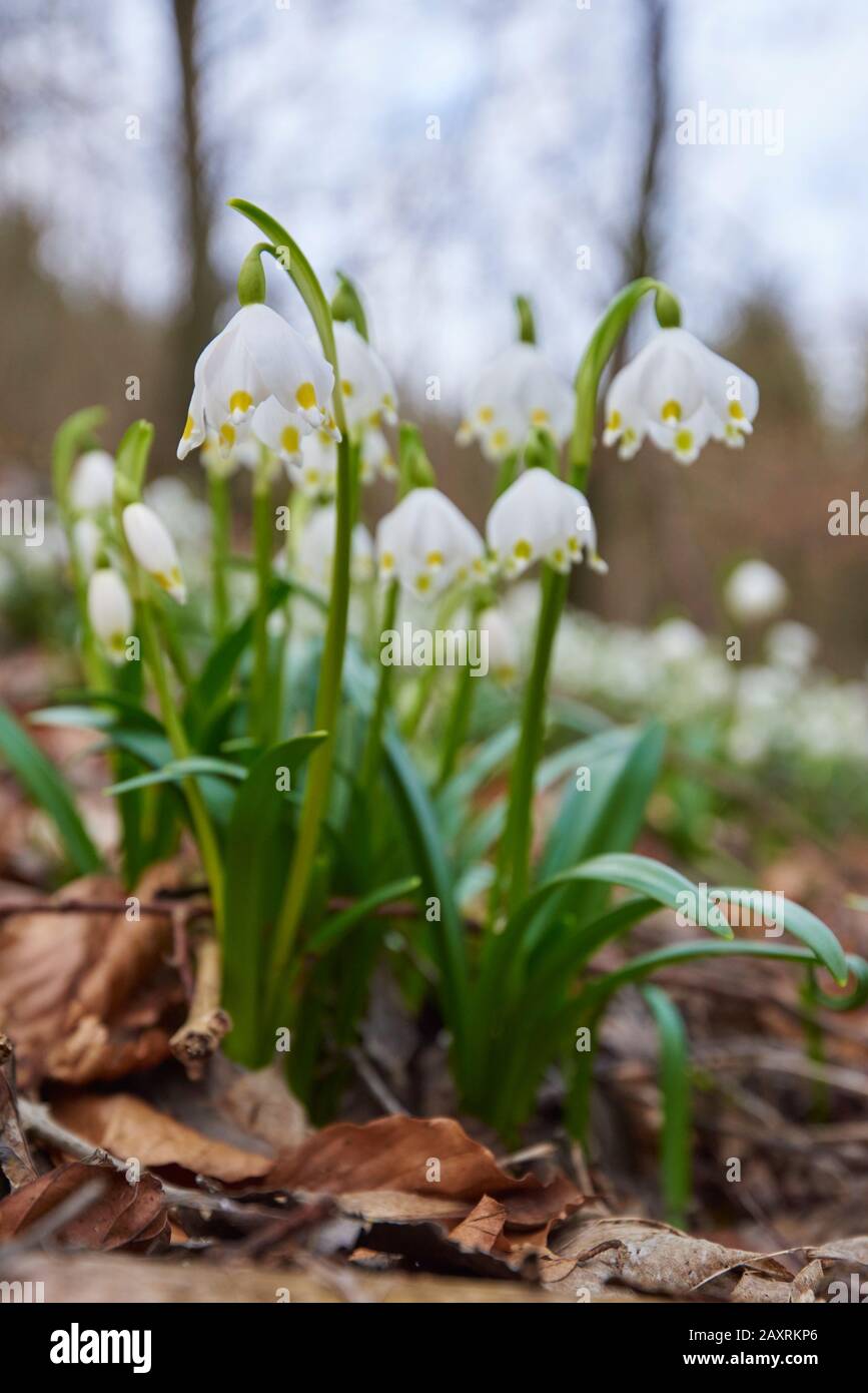 spring snowflake, Leucojum vernum, close-up Stock Photo