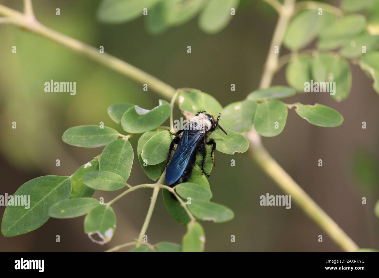 Ant pollination hi-res stock photography and images - Alamy
