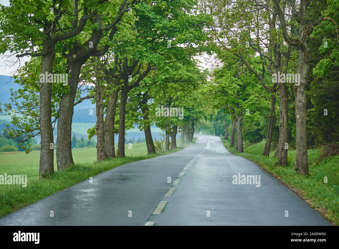 Chestnut Avenue at rain, Saxony, Germany Stock Photo