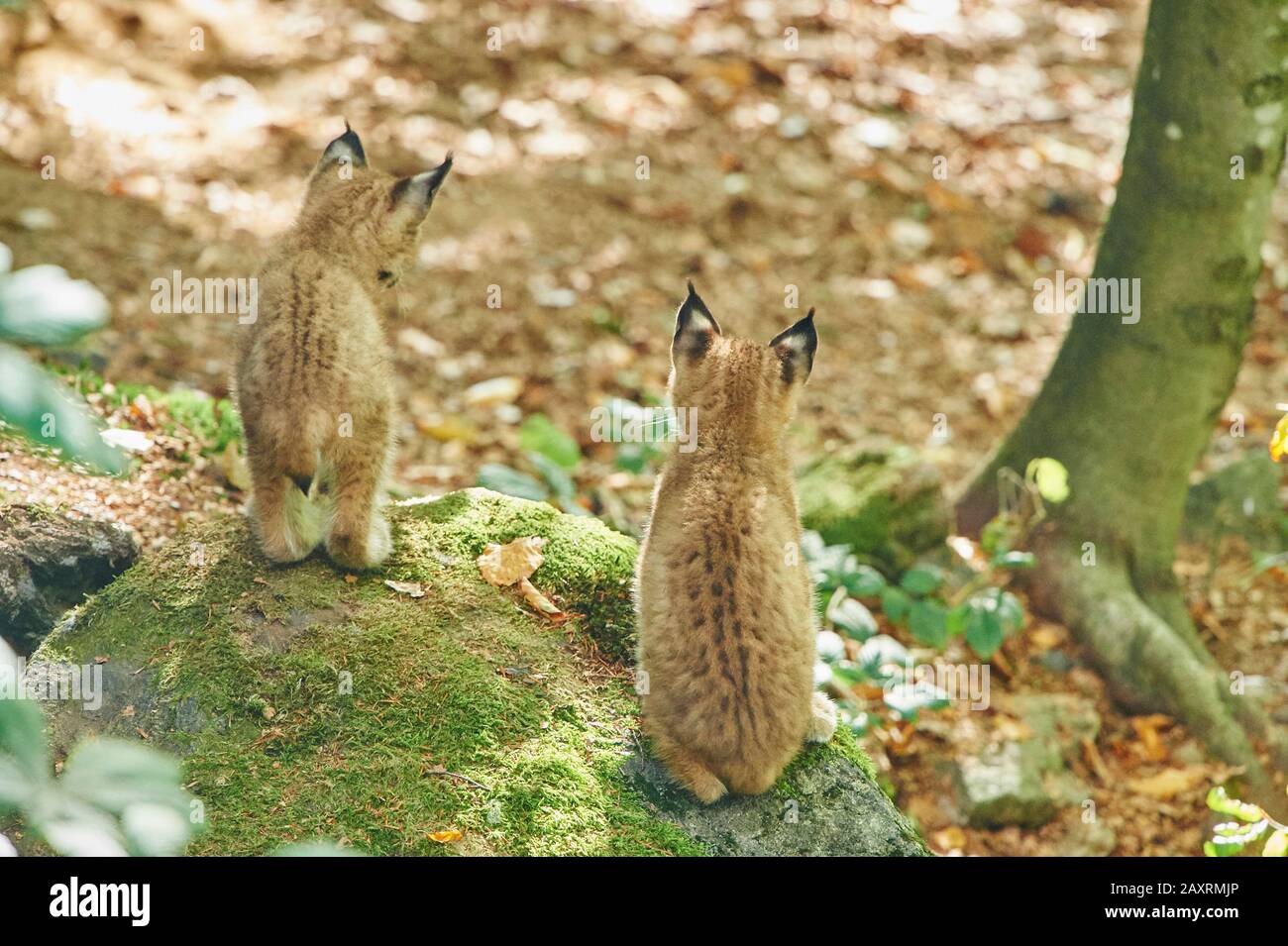 Eurasian Lynx, Lynx lynx, young animal, view camera, sitting, from behind, Bavarian Forest, Bavaria, Germany, Europe Stock Photo