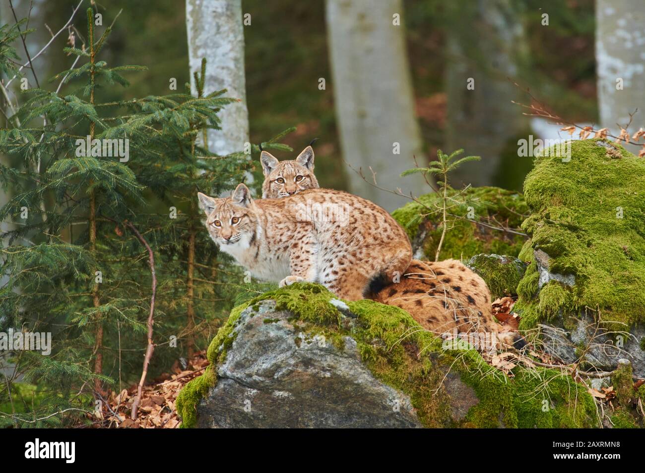 Eurasian Lynxes, Lynx lynx, young, sitting, sideways, Bavarian Forest ...