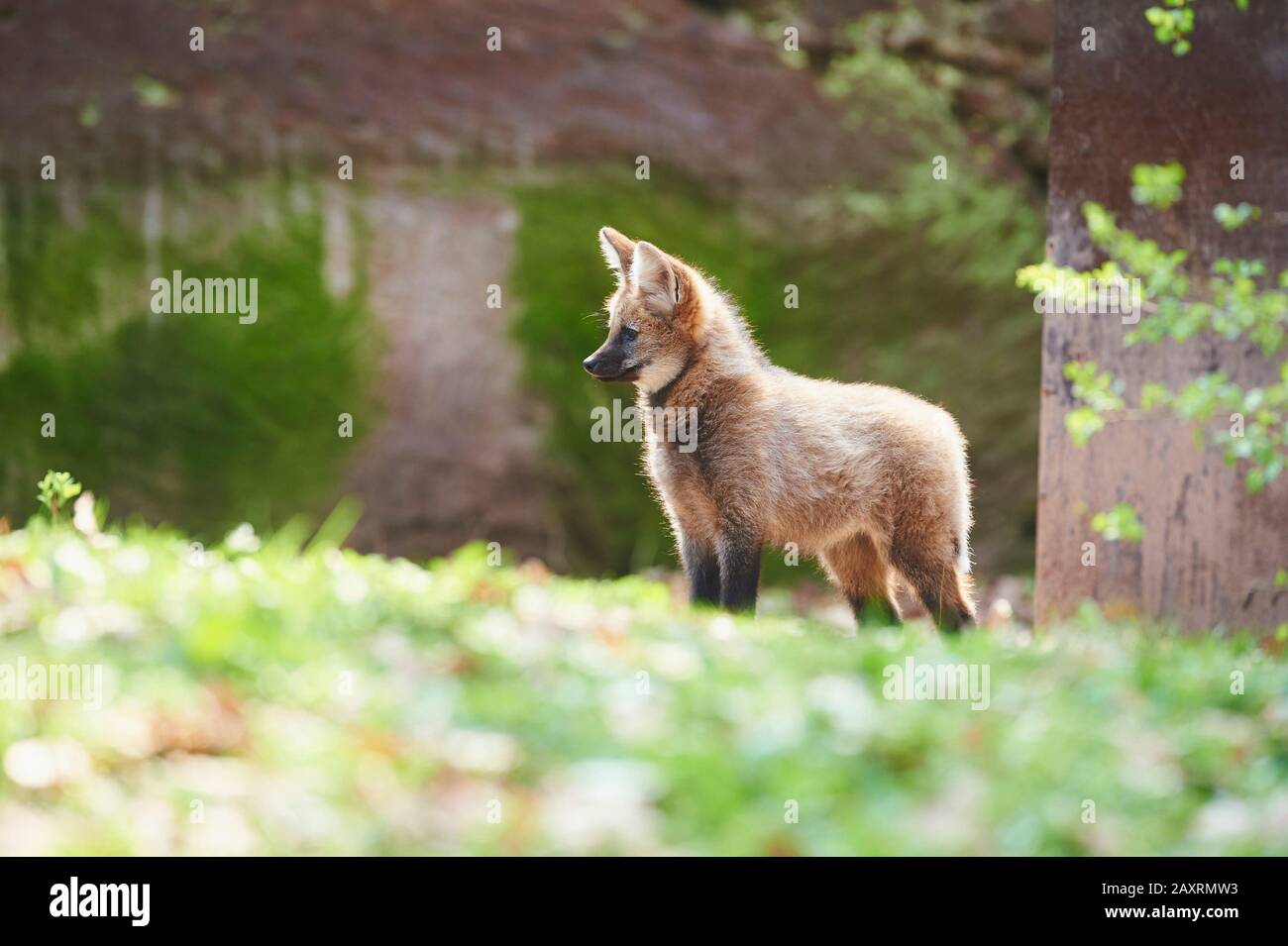 Maned Wolf Chrysocyon Brachyurus Young Standing Sideways Stock