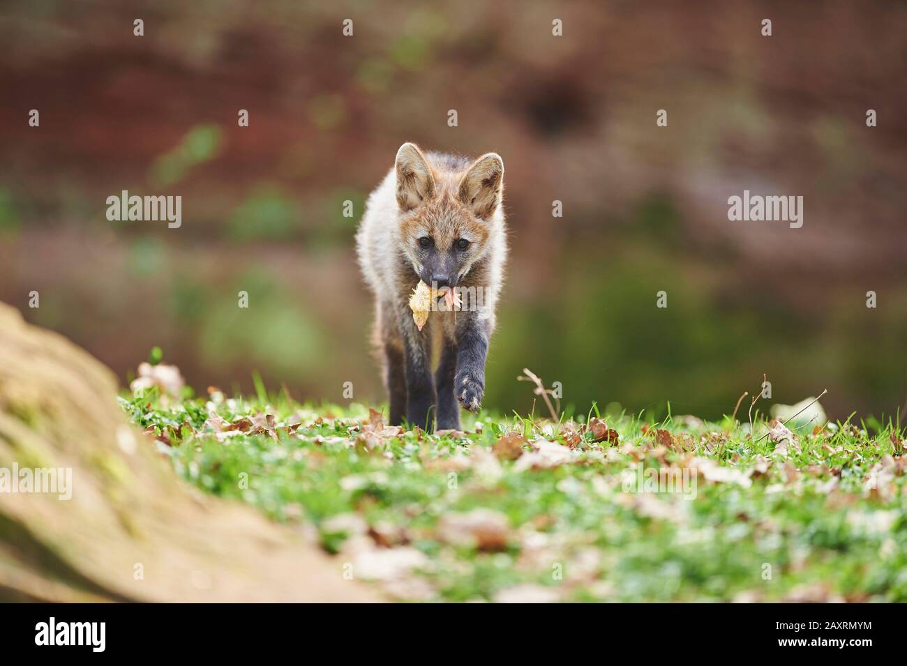 Maned wolf, Chrysocyon brachyurus, young, walking, frontal Stock Photo