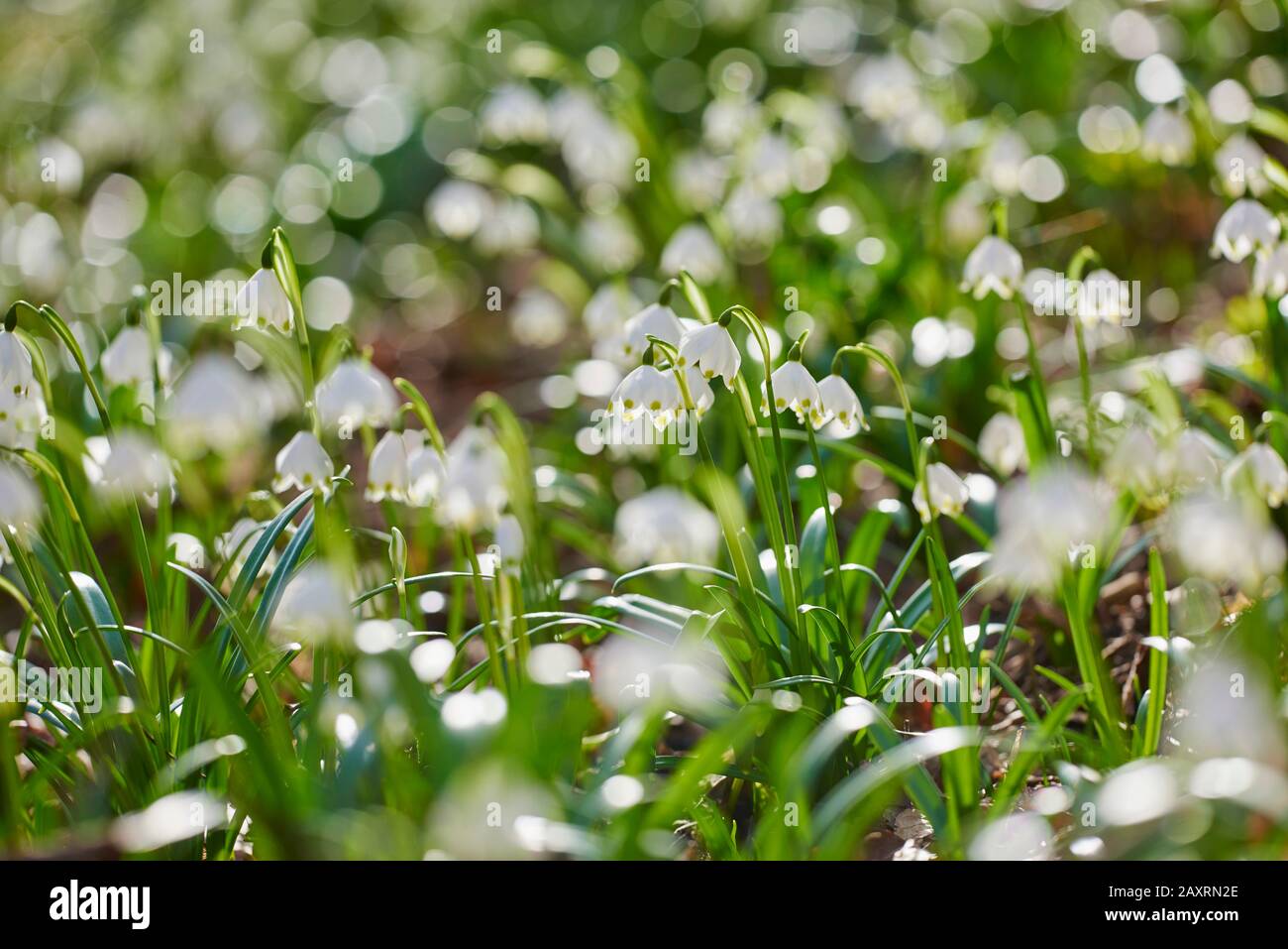 spring snowflake, Leucojum vernum, close-up Stock Photo - Alamy