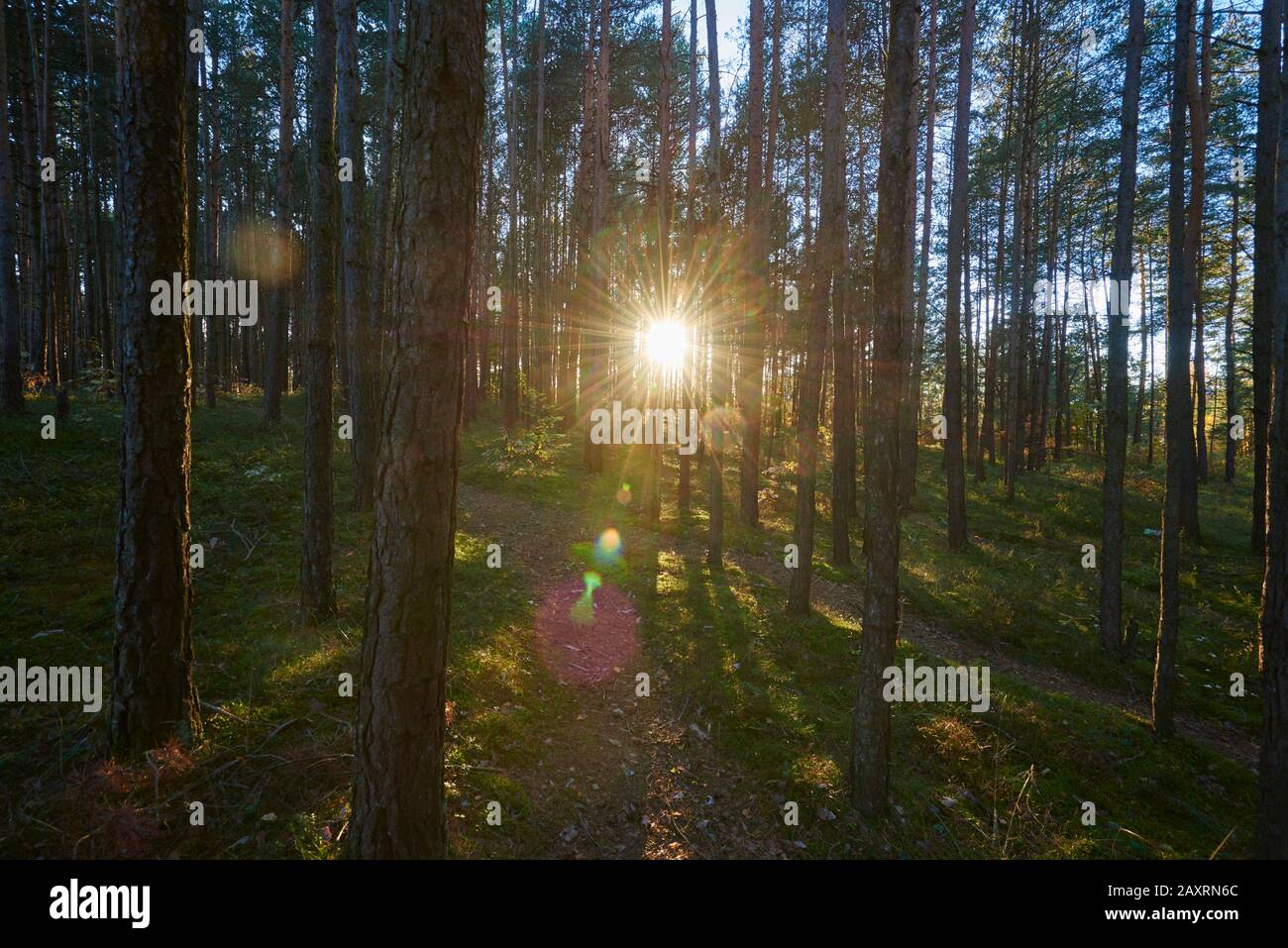 Pine forest sunset hi-res stock photography and images - Alamy