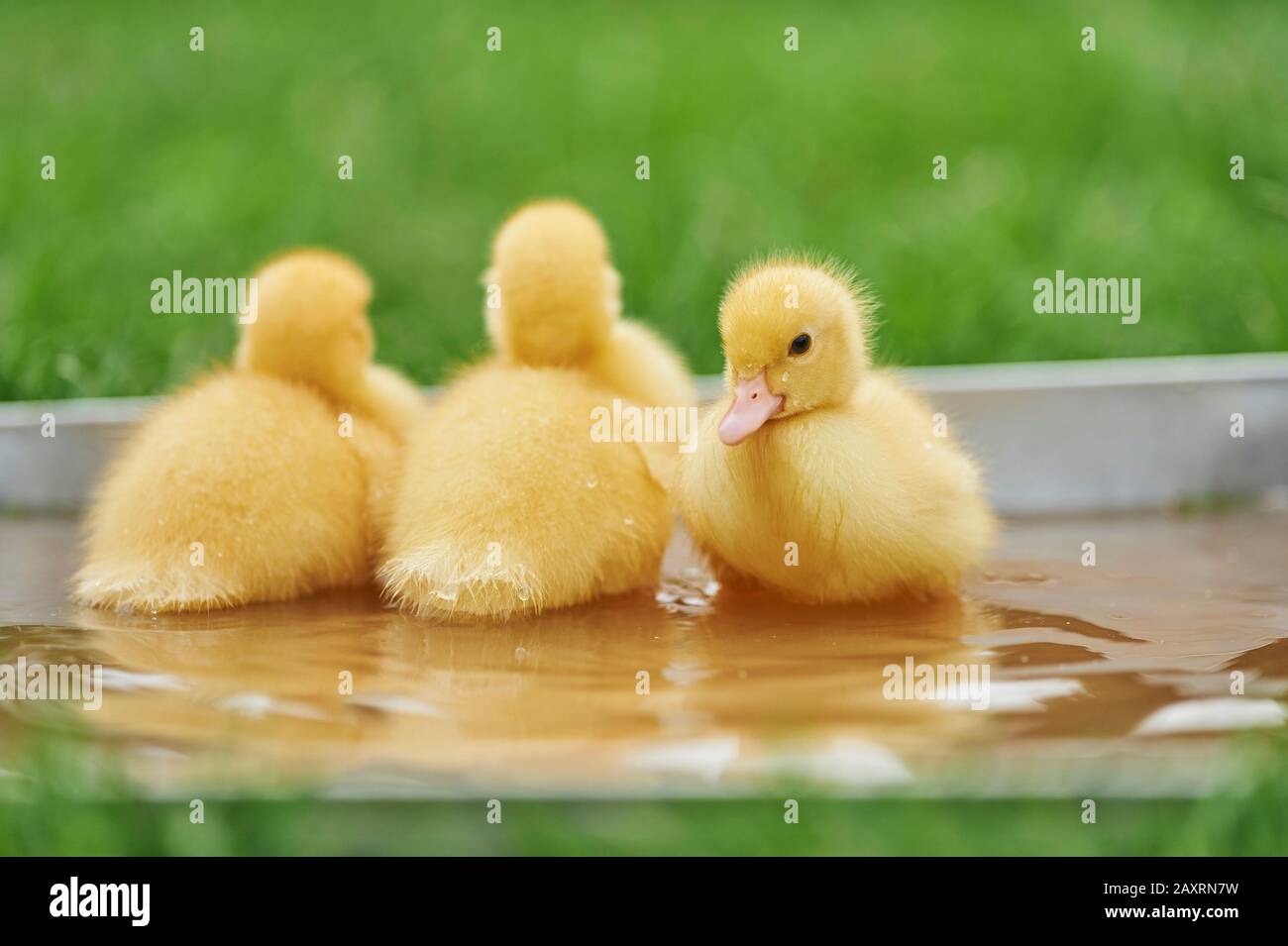 Duckling, Muscovy duckling, Cairina moschata, waterfall, sitting Stock Photo