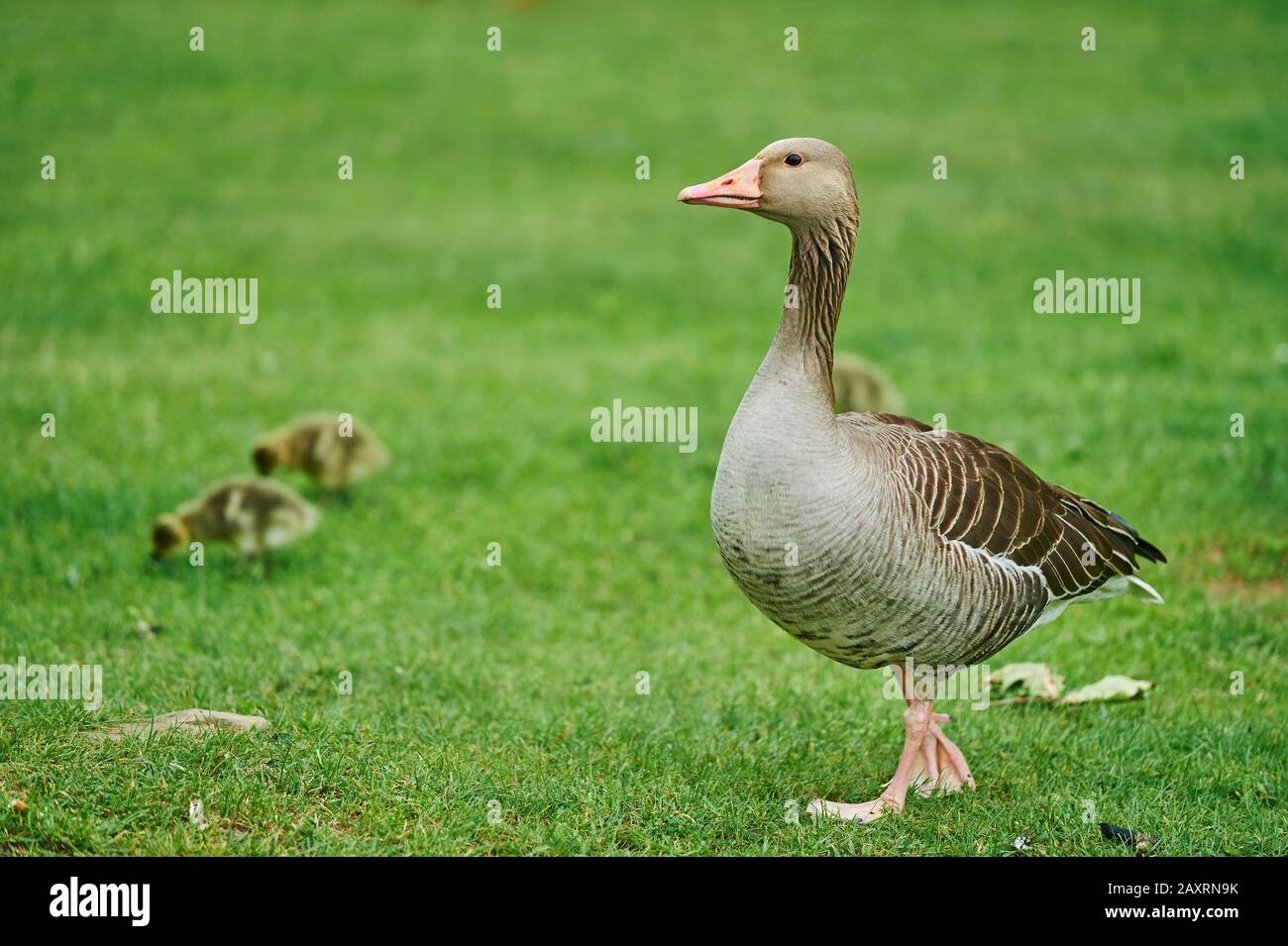 Greylag Goose, Anser anser, meadow, stand Stock Photo
