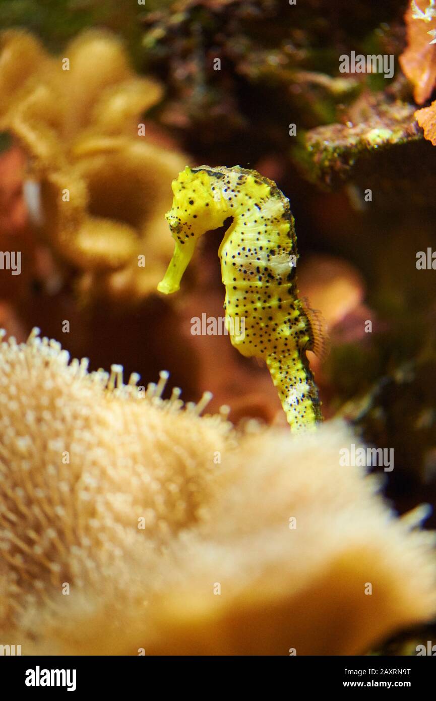 longsnouted seahorse, Hippocampus kuda, underwater, sideways, standing Stock Photo