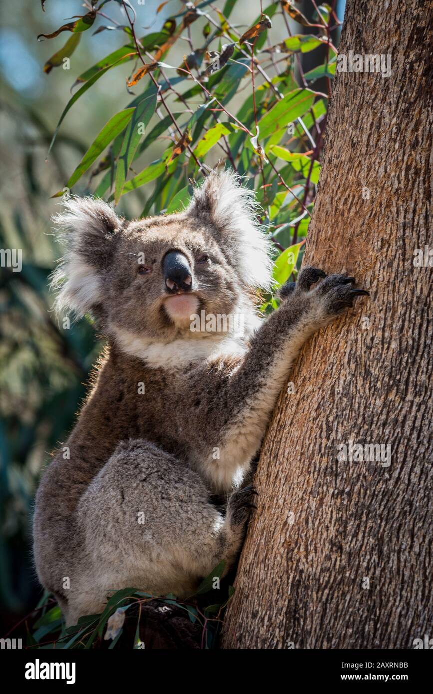 Koala climbing a eucalyptus tree. Stock Photo