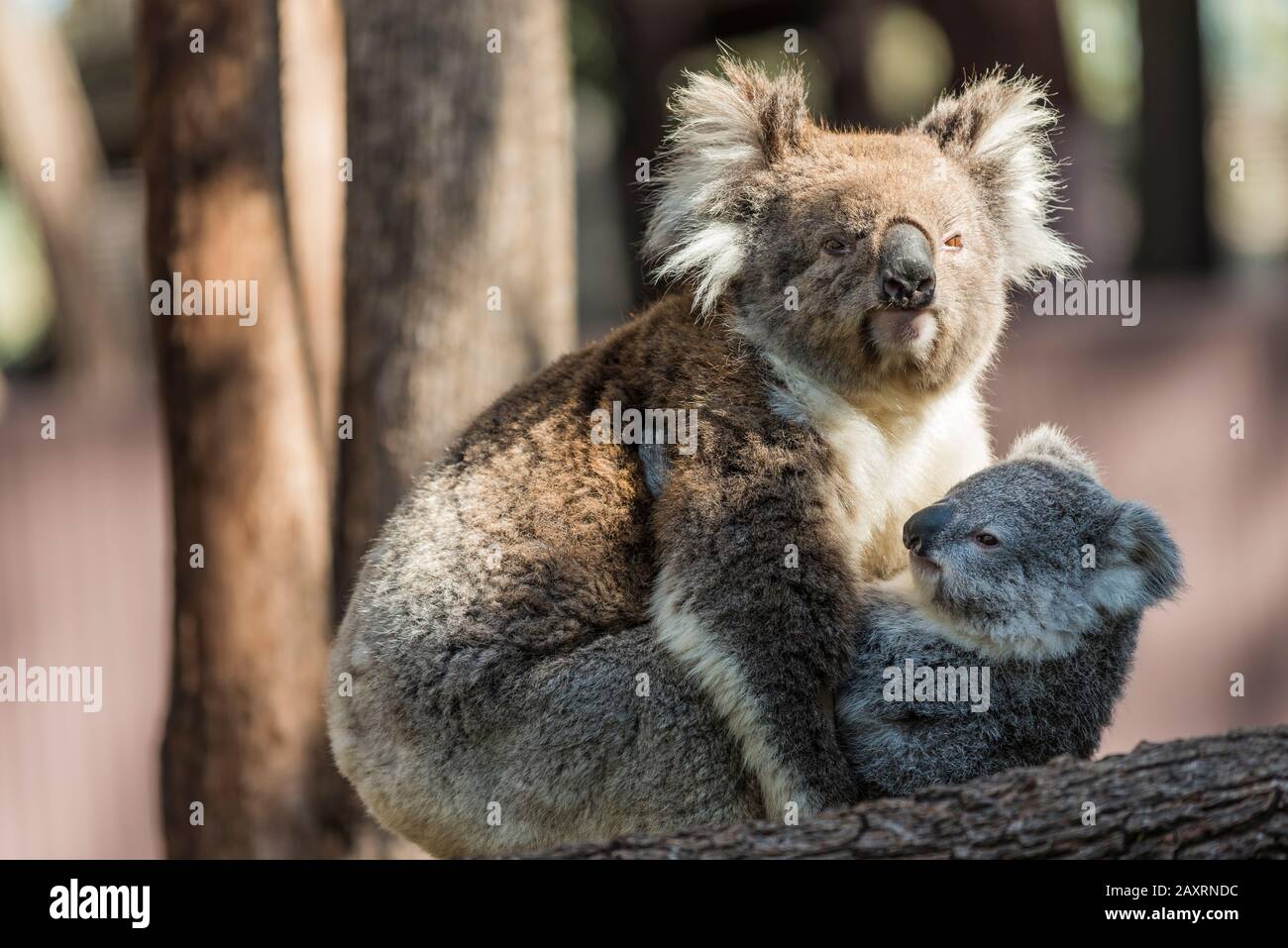 Koala Baby And Mother High Resolution Stock Photography And Images Alamy Koala Baby And Mother High Resolution Stock Photography And Images Alamy
