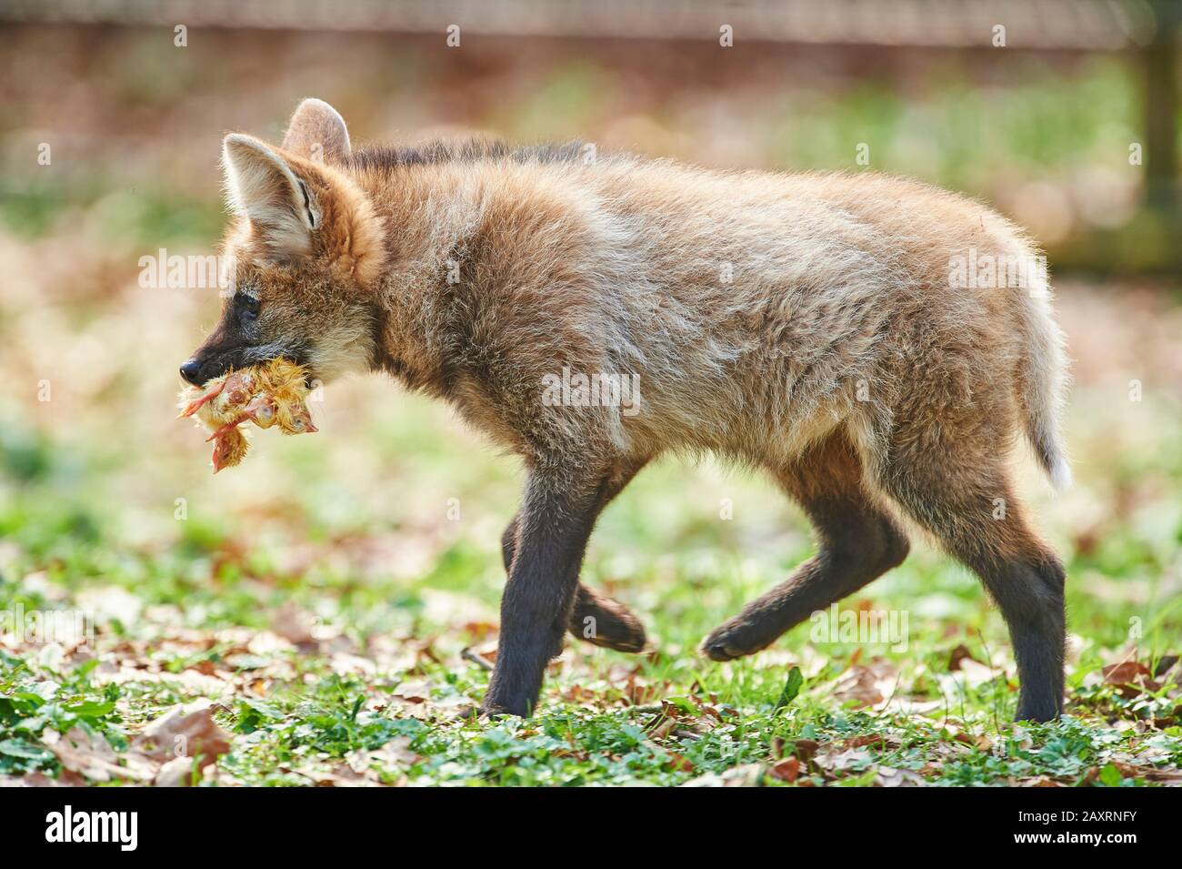 Maned wolf, Chrysocyon brachyurus, young, walking, sideways Stock Photo