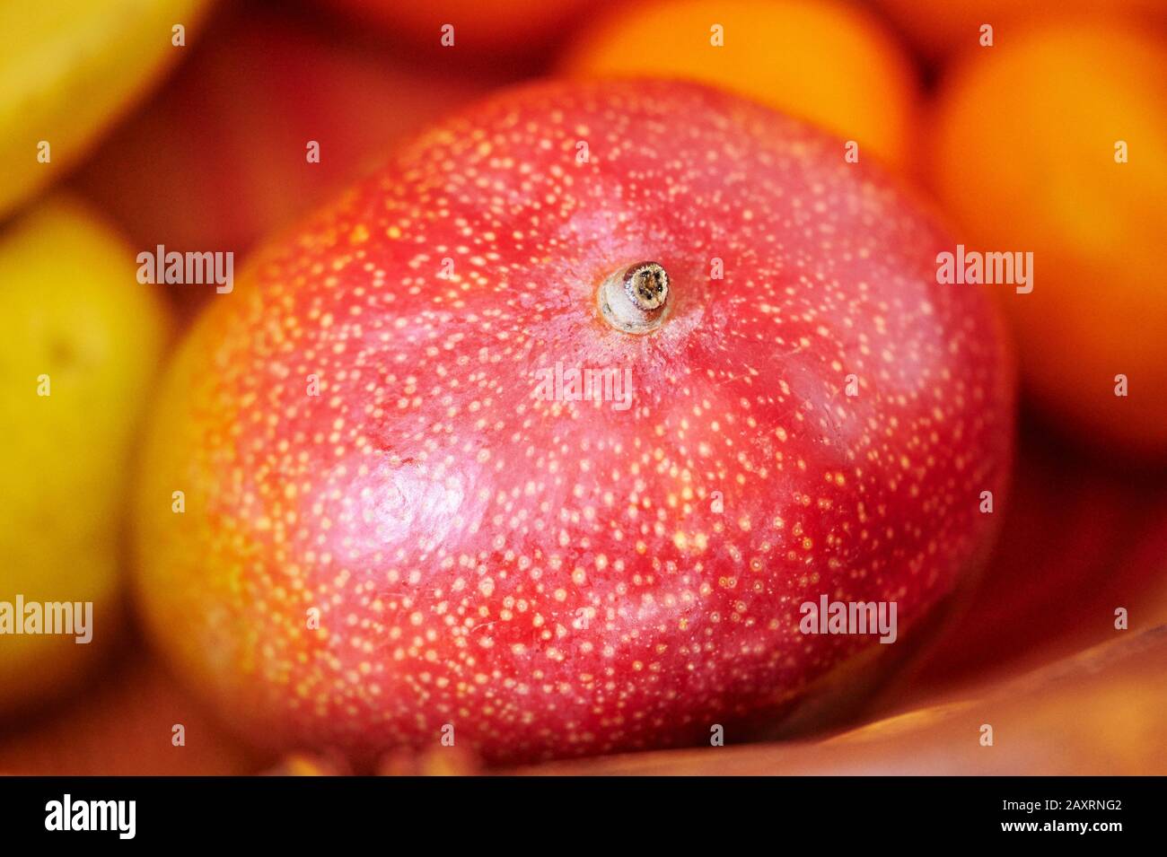 Mango , Mangifera indica, Still life, Food, Fruit, Tropical fruit Stock