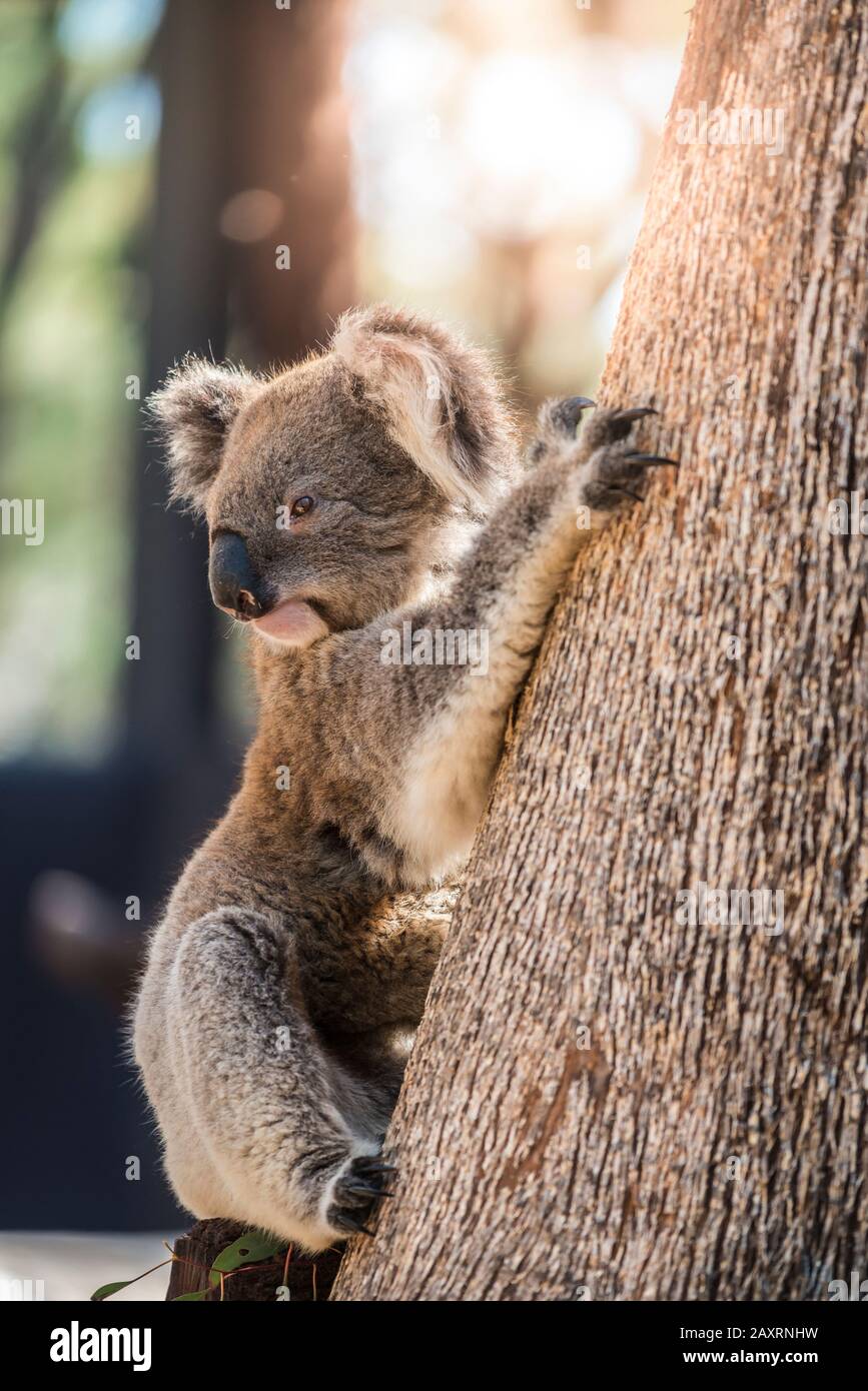 Koala climbing a eucalyptus tree. Stock Photo