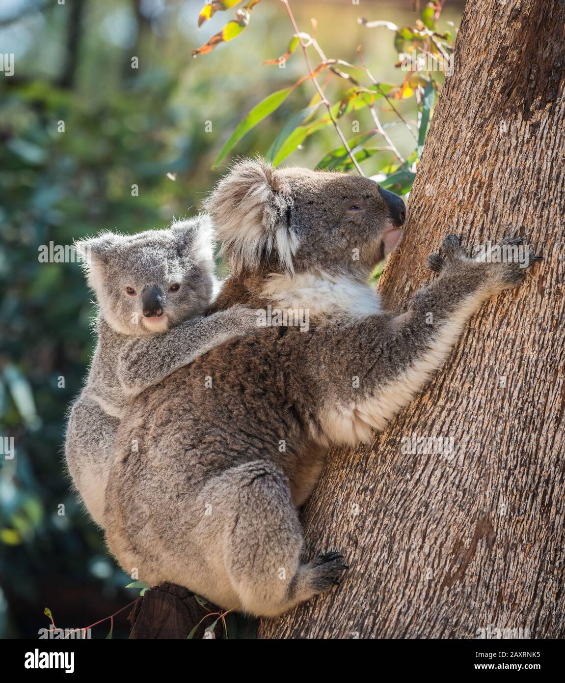 in plaats daarvan beginnen Goedaardig Koala baby on mother's back Stock Photo - Alamy