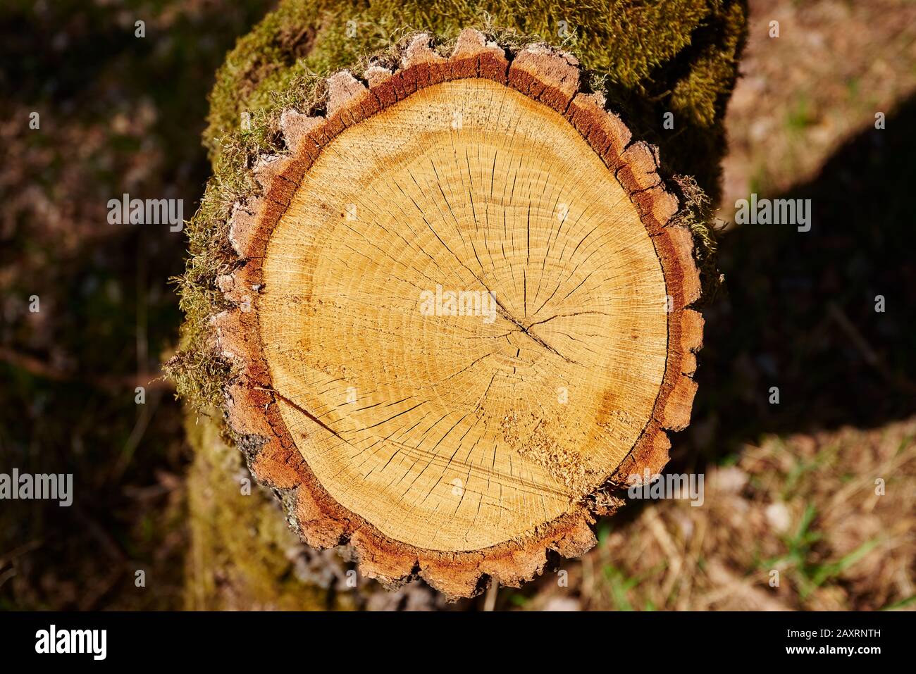 Pedunculate oak (Quercus robur, Quercus pedunculata), tree trunk, cross section Stock Photo