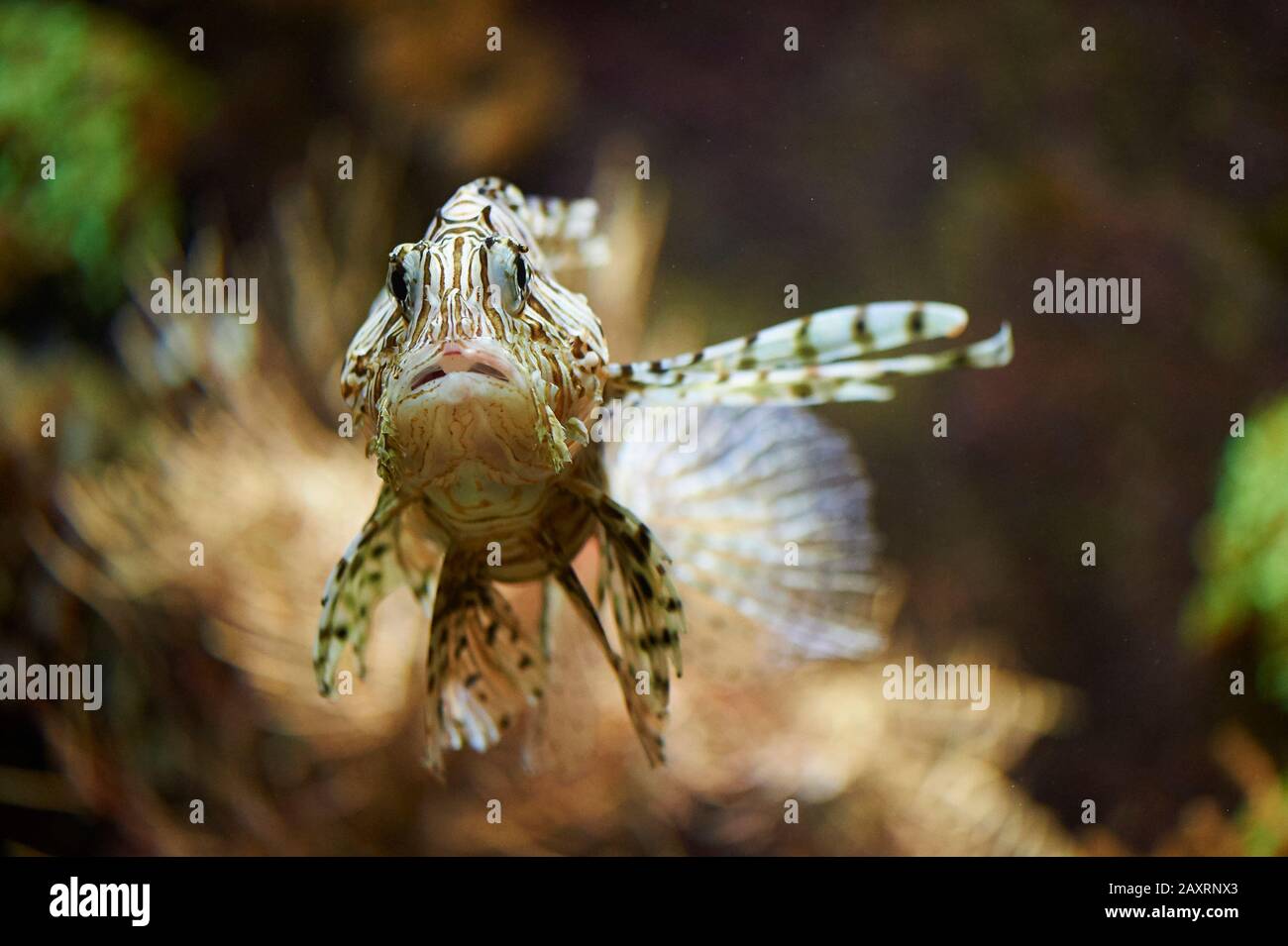 Pacific Lionfish, Pterois volitans, head-on, swimming Stock Photo
