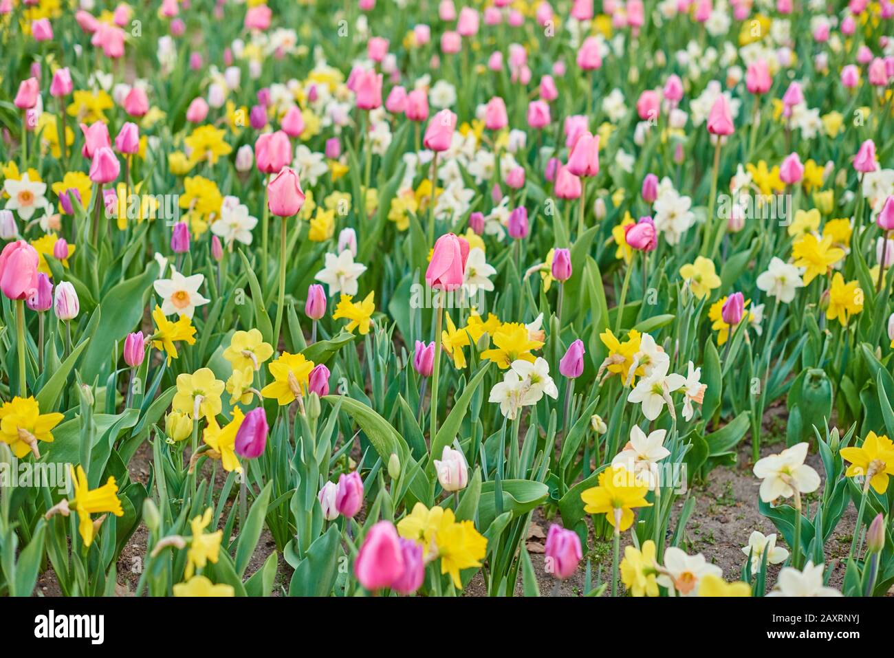 Garden Tulips, Tulipa Gesneriana and Daffodils, Narcissus Cultivars Flowers, Spring Stock Photo