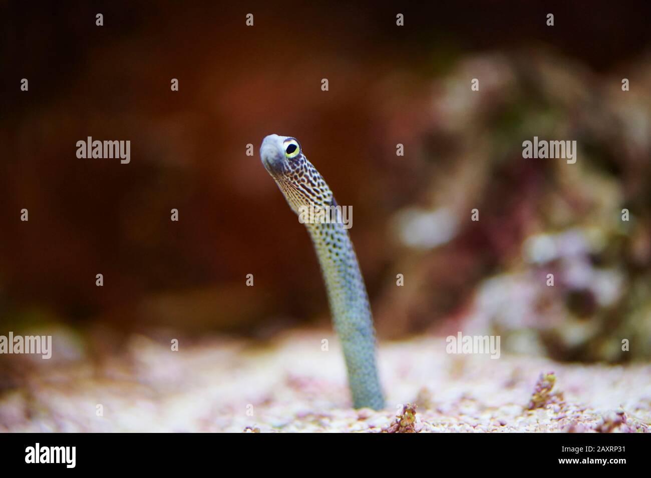 spotted garden eel (Heteroconger hassi), sideways, standing Stock Photo