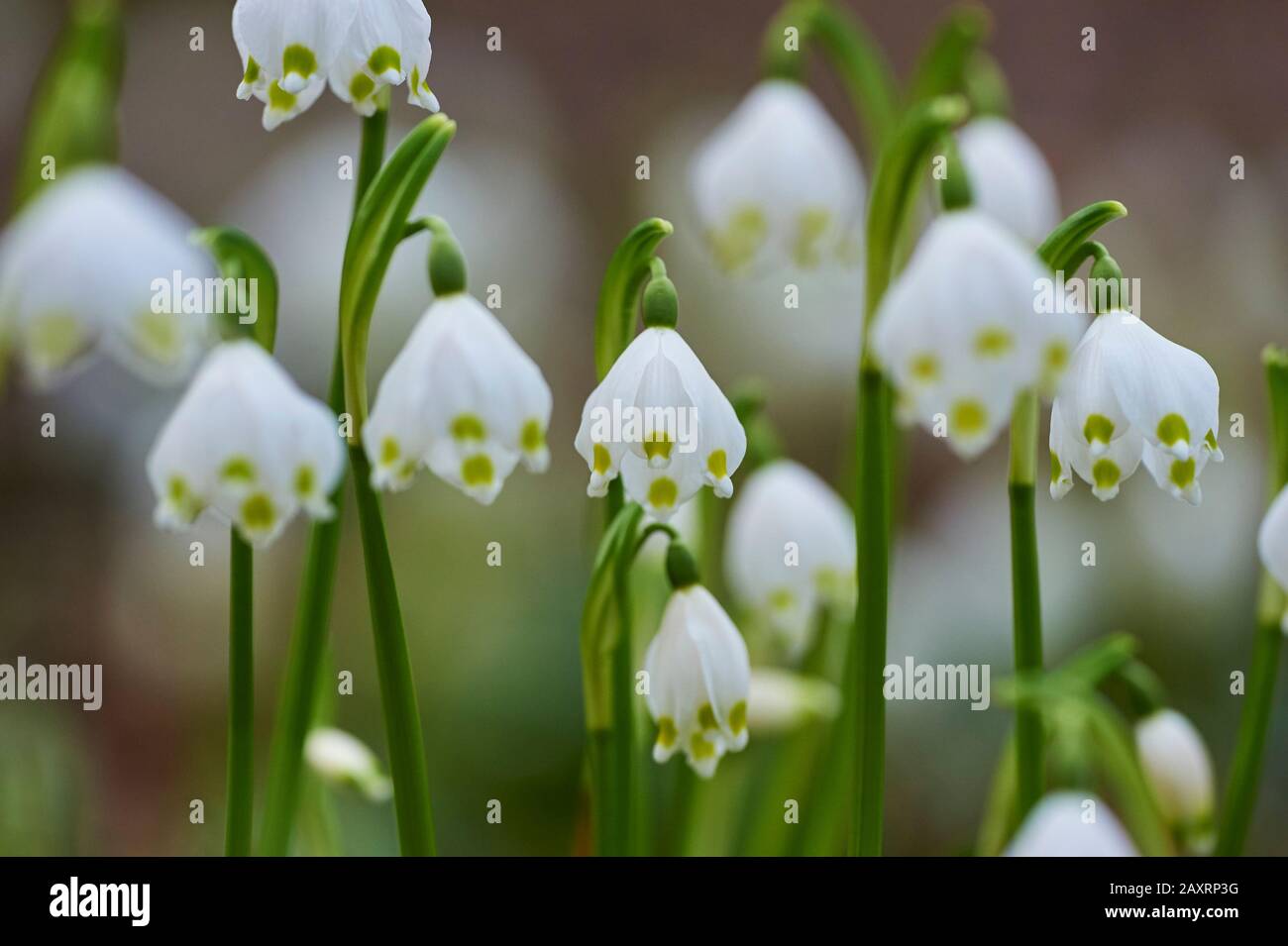 spring snowflake, Leucojum vernum, close-up Stock Photo