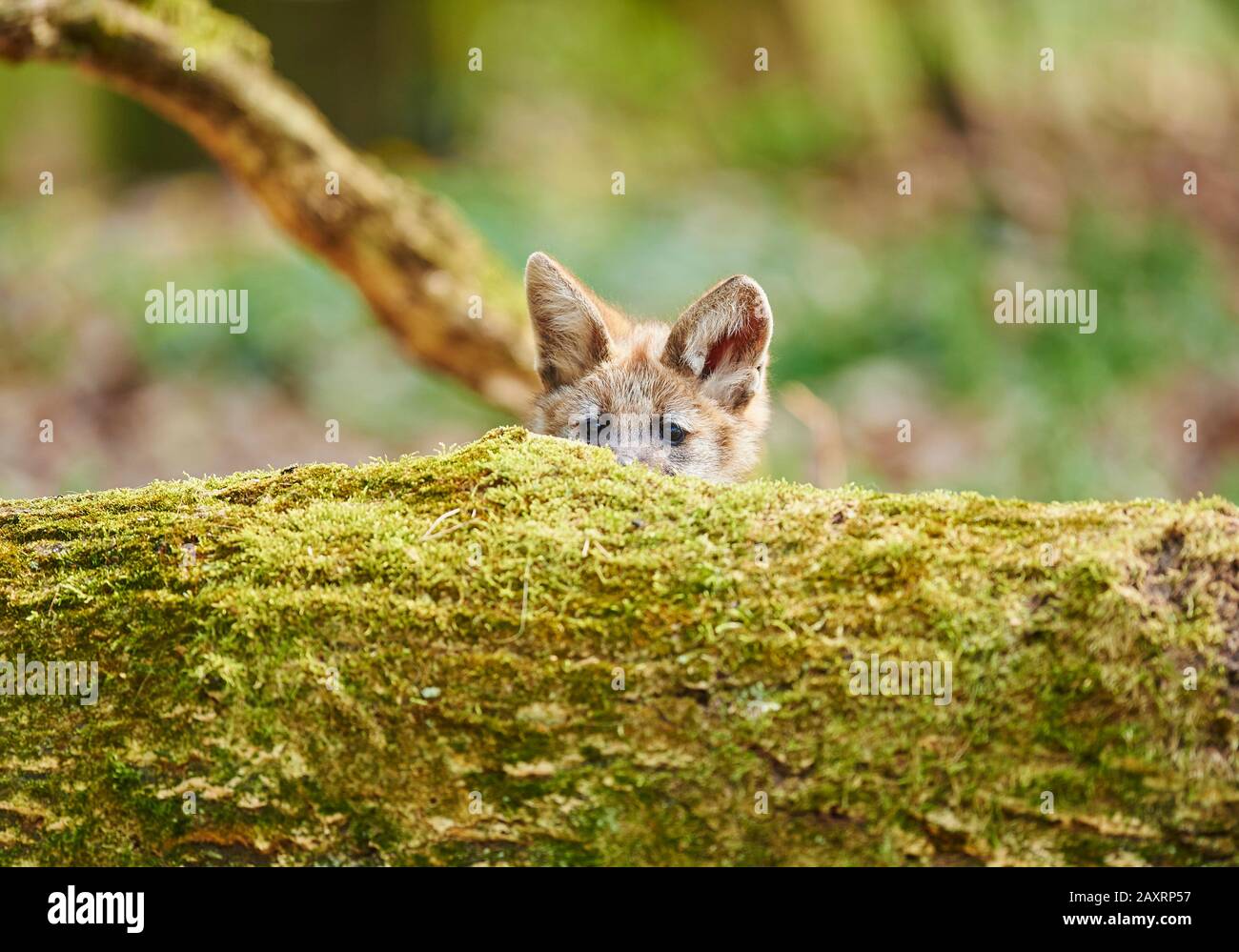 Maned wolf, Chrysocyon brachyurus, cub, looking into the camera Stock Photo