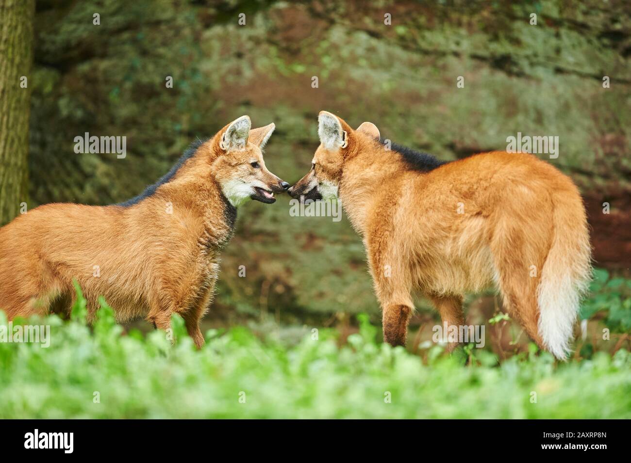 Two Maned Wolves Extinct wolves hi-res stock photography and images - Alamy