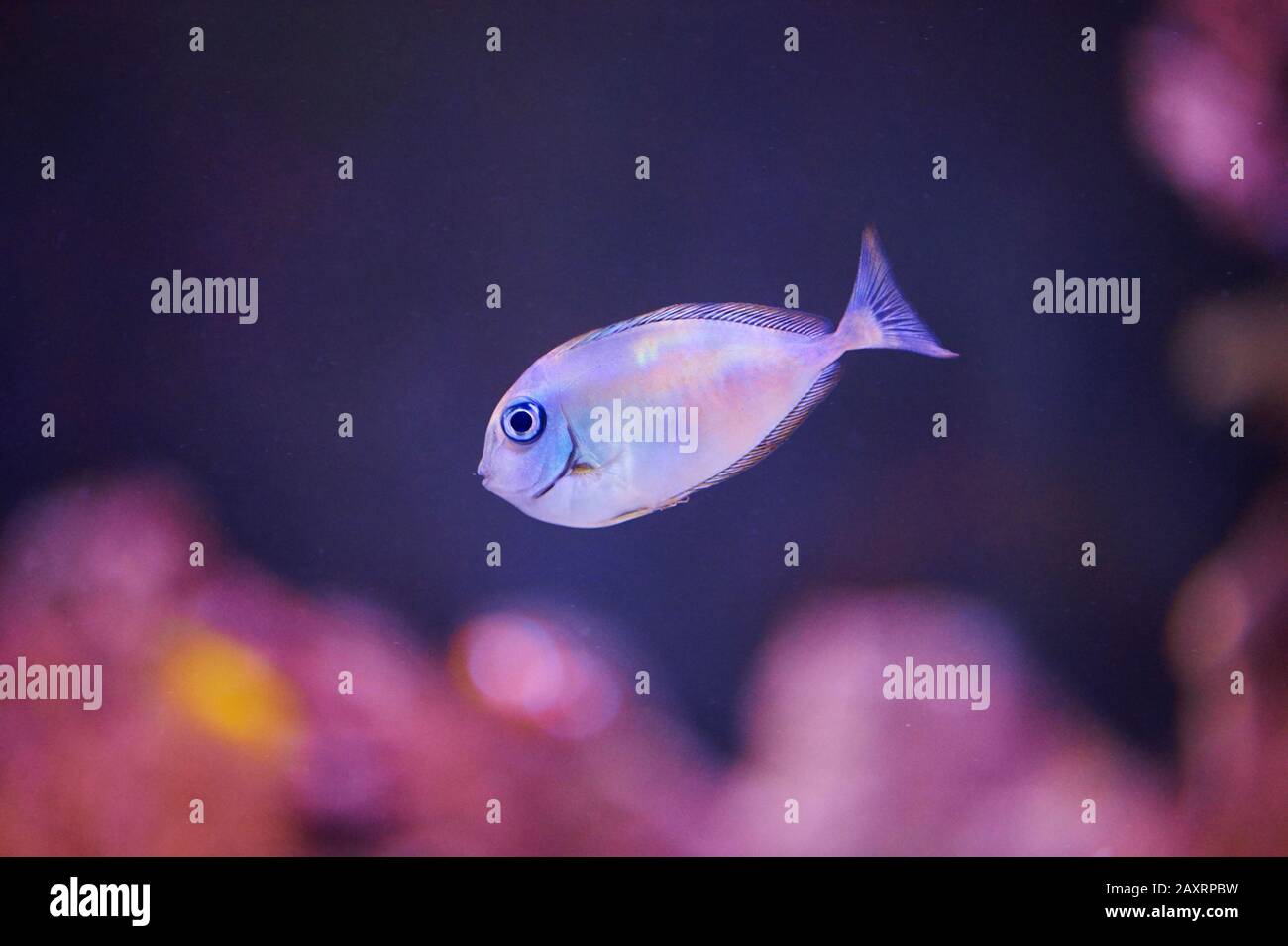 Saltwater fish, sideways, swimming Stock Photo Alamy