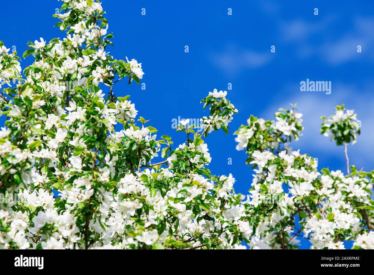 Apple blossom branches in early spring Stock Photo
