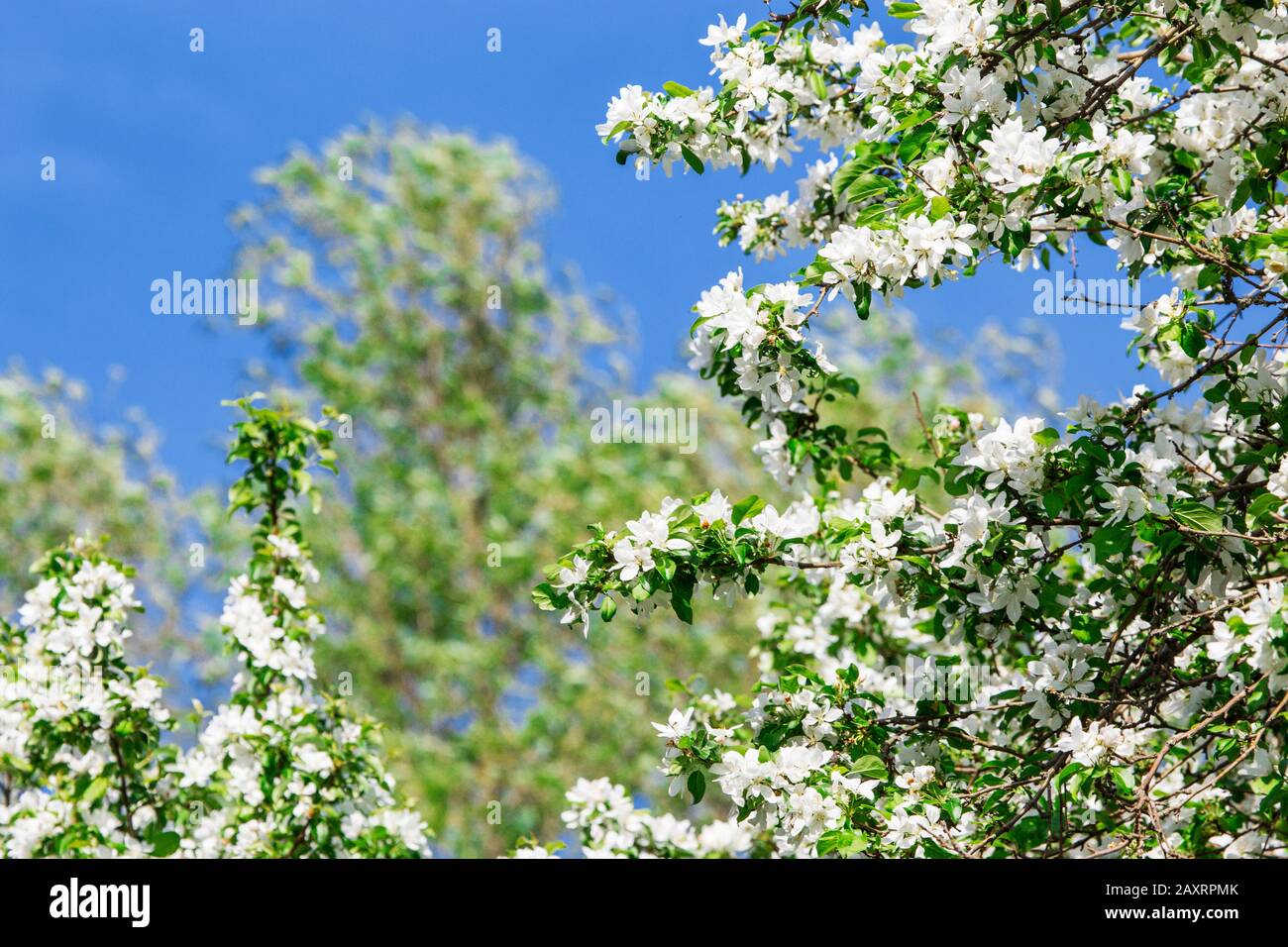 Apple blossom branches in early spring Stock Photo